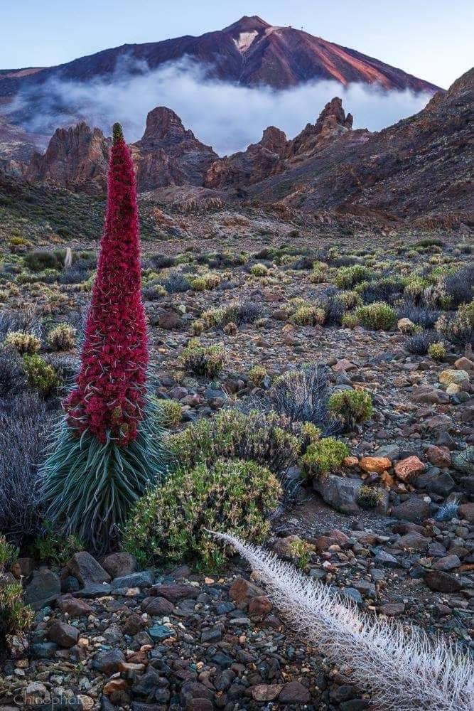 La Casita Ma Petite Folie Tenerife Santa Cruz de Tenerife Eksteriør bilde
